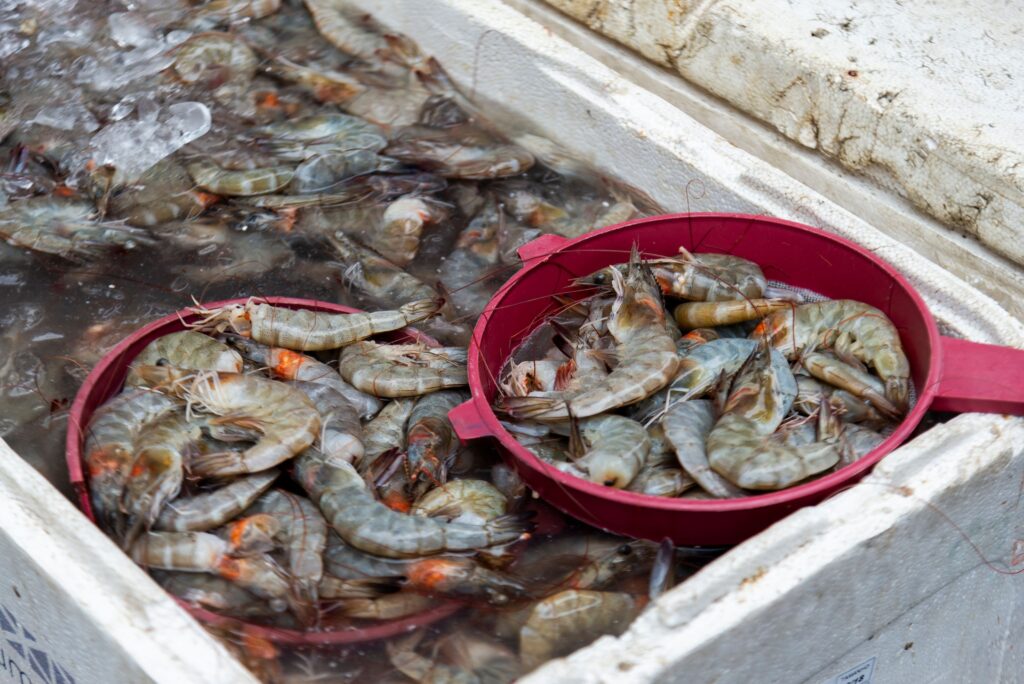 Shrimp Stocks Soar as US-India Relations Improve: What This Means for Investors